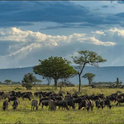 Serengeti