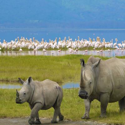 4 Days Masai Mara Nakuru Safari