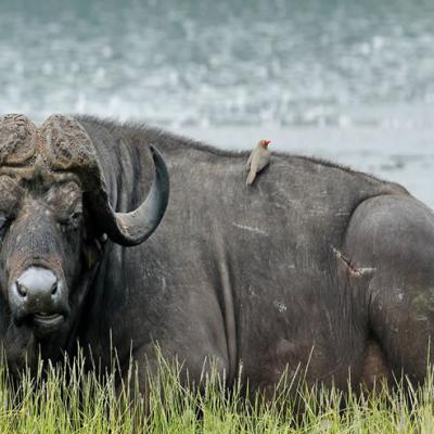Lake Nakuru7