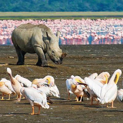 Lake Nakuru8