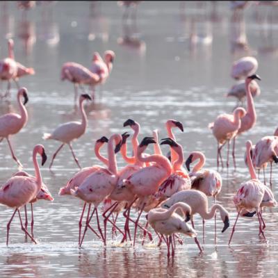 Lake Nakuru