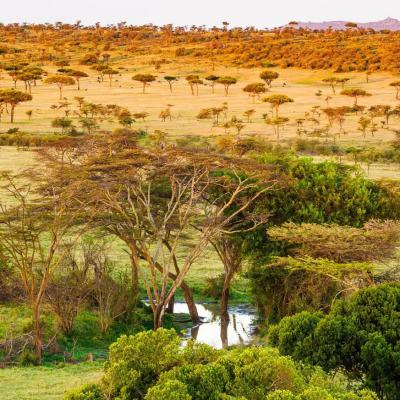 Savannah Africa Mara