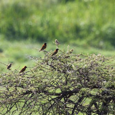 Chestnut Sparrows