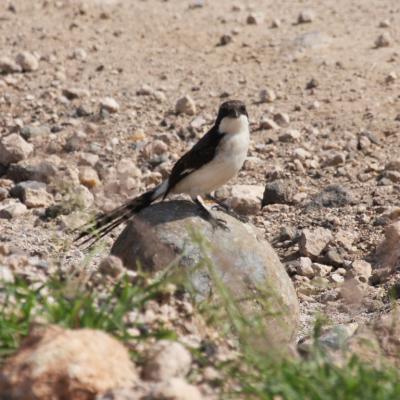 Common Fiscal
