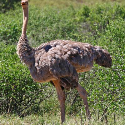 Common Ostrich 6