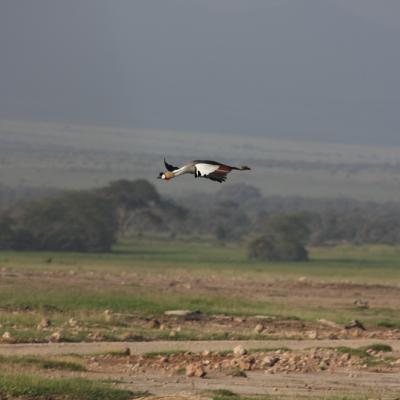 Crowned Crane In Flight