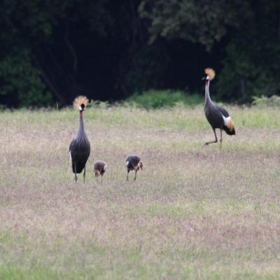 Crowned Cranes And Chicks