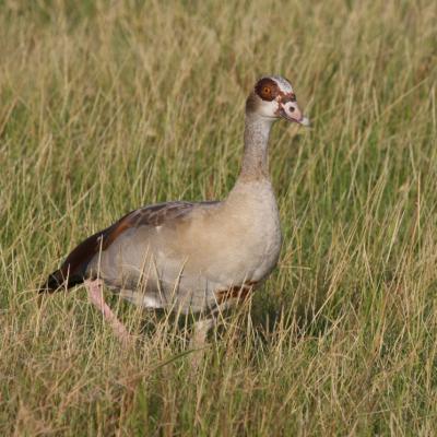 Egyptian Goose