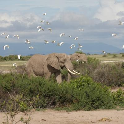 Elly And Egrets