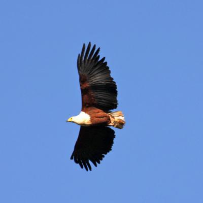 Fish Eagle In Flight