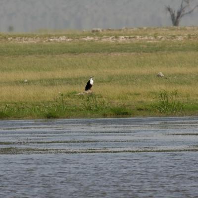 Fish Eagle