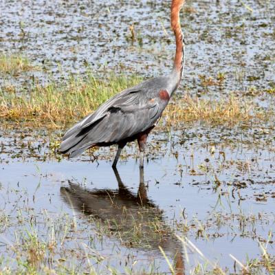 Goliath Heron 3