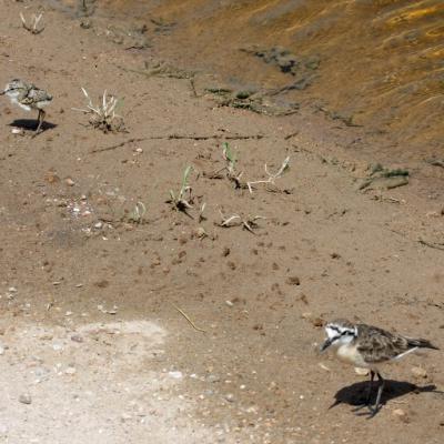 Kittlitzs Plover And Chick