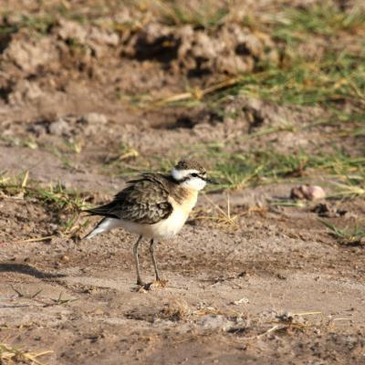 Kittlitzs Plover