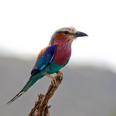 Lilac Breasted Roller 3