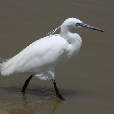 Little Egret