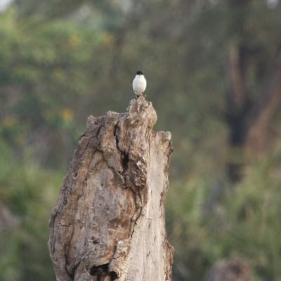 Long Tailed Shrike