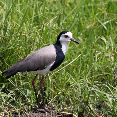 Long Toed Plover