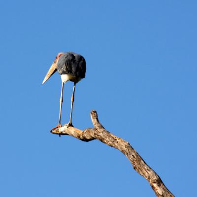 Marabou Stork 3