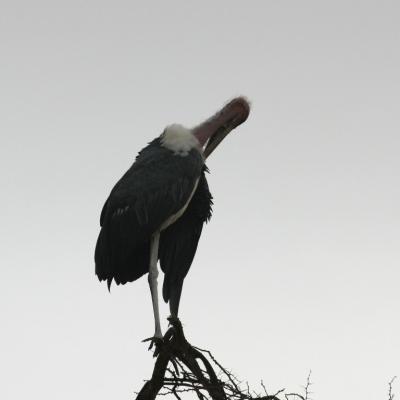 Marabou Stork