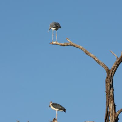 Marabou Storks 2
