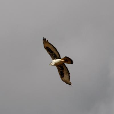 Martial Eagle In Flight