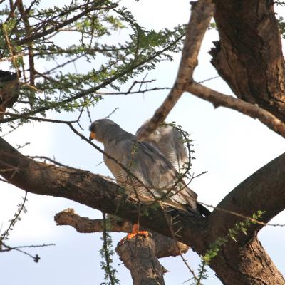 Pale Chanting Goshawks 3
