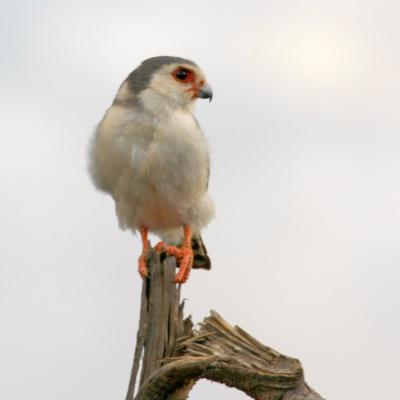 Pygmy Falcon 2