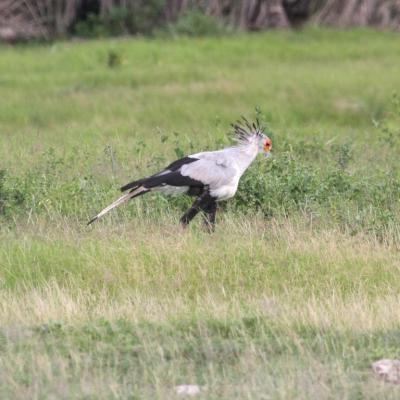 Secretary Bird
