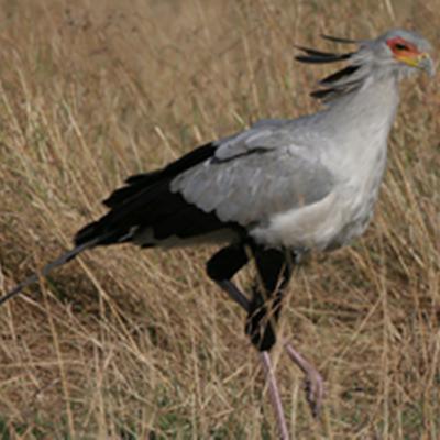 Secretarybird