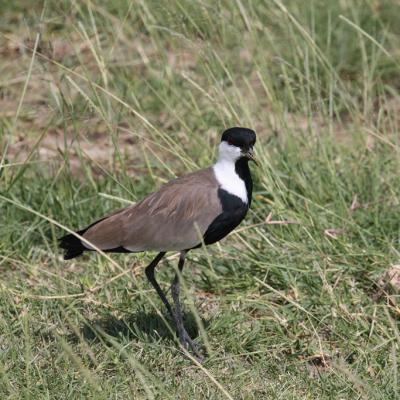 Spur Winged Plover 2