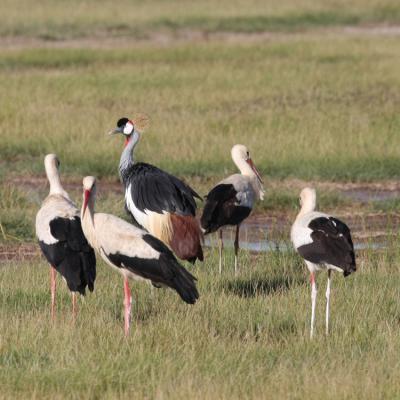 Storks And Crane