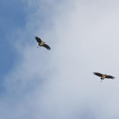 Storks In Flight