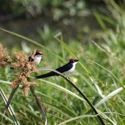 Wire Tailed Swallow 2