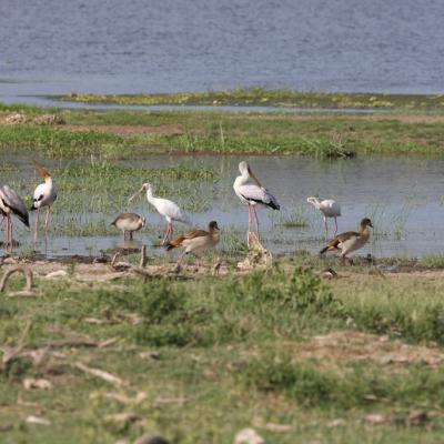Yellow Billed Stork And Egyptian Geese