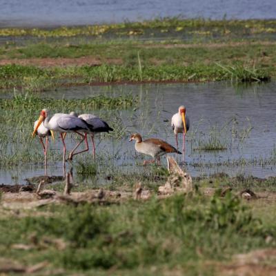 Yellow Billed Stork And Egyptian Goose