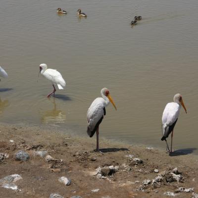 Yellow Billed Storks And Spoonbills