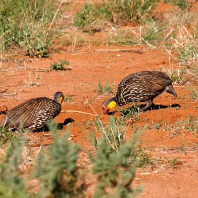 Yellow Necked Spur Fowl 3