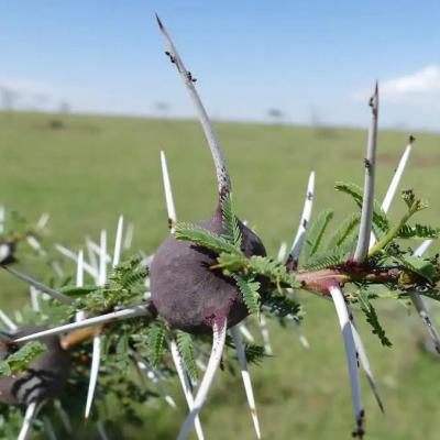 Whistling Thorn Safari